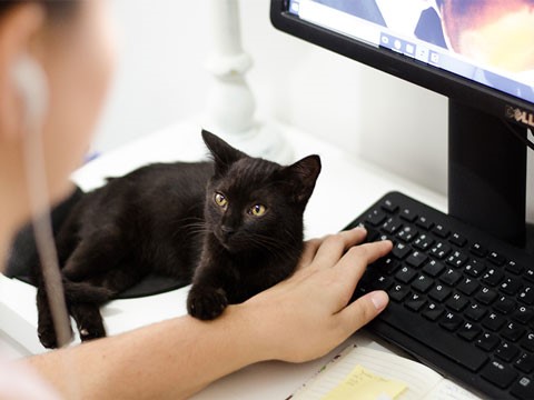 網(wǎng)站建設(shè)對(duì)于企業(yè)來(lái)說(shuō)的作用很大！